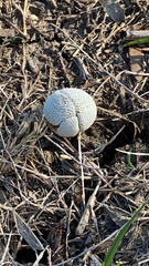 Lycoperdon marginatum