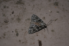 Acronicta marmorata