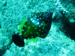 Cantherhines macrocerus