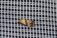 Phalonidia contractana