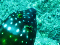 Cantherhines macrocerus