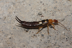 Forficula smyrnensis