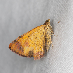 Chrysolarentia mecynata