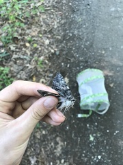 Catocala lacrymosa