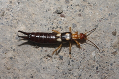 Forficula smyrnensis