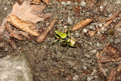 Eupholidoptera schmidti