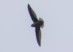 Chaetura pelagica