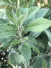 Oenothera pilosella