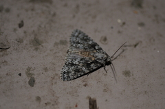 Acronicta marmorata
