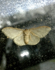 Idaea degeneraria