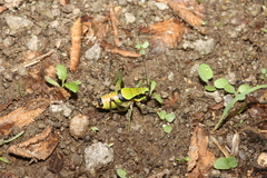 Eupholidoptera schmidti