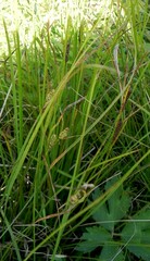 Carex cespitosa