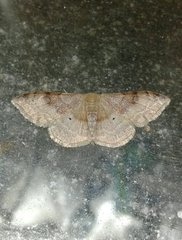 Idaea degeneraria