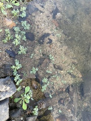 Leucospora multifida