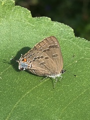 Satyrium calanus