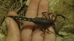 Hottentotta zagrosensis