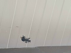 Steatoda nobilis