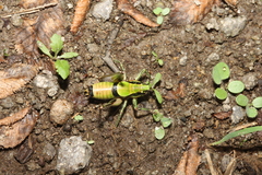 Eupholidoptera schmidti