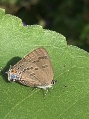 Satyrium calanus
