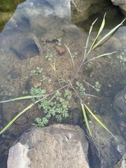 Leucospora multifida