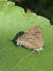 Satyrium calanus