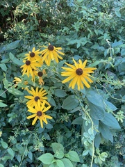 Rudbeckia