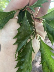 Fagaceae