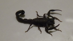 Hottentotta zagrosensis