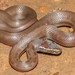 Cape House Snake - Photo (c) Ockert van Schalkwyk, some rights reserved (CC BY-NC)