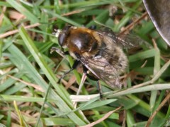 Merodon equestris