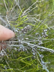 Melaleuca monantha