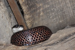 Pantherophis spiloides