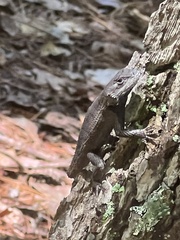 Sceloporus undulatus