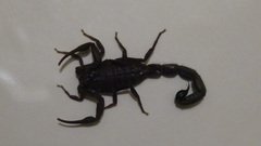 Hottentotta zagrosensis