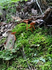 Cantharellus cinnabarinus
