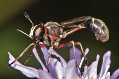 Physocephala furcillata