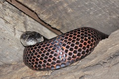 Pantherophis spiloides