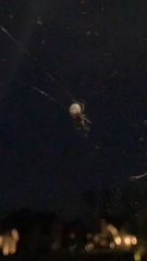 Larinioides cornutus