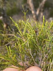 Melaleuca monantha