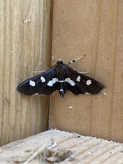 Desmia funeralis