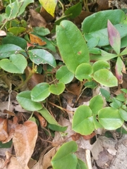 Epigaea repens