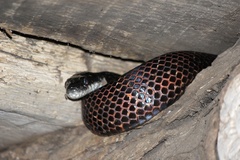 Pantherophis spiloides