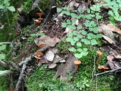 Cantharellus cinnabarinus