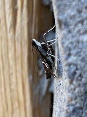Desmia funeralis