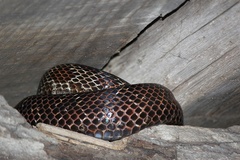 Pantherophis spiloides