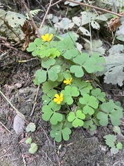 Oxalis suksdorfii