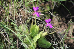 Pinguicula moranensis