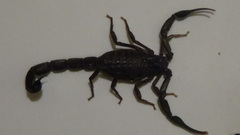 Hottentotta zagrosensis