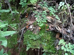 Cantharellus cinnabarinus