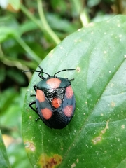 Brachystethus rubromaculatus